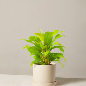 the-sill_Medium-Philodendron-Ceylon-Beauty_Medium_Hyde_Cream_Variant.jpg Philodendron Ceylon Beauty