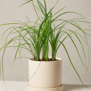 the-sill_Medium-Ponytail-Palm_Medium_Hyde_Cream_Variant.jpg Ponytail Palm