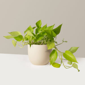 the-sill_Medium-Pothos-Neon_Medium_Grant_Cream_Variant.jpg Pothos Neon