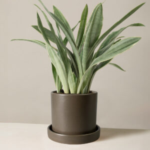 Snake Plant ‘Sayuri’