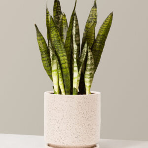 Snake Plant Zeylanica