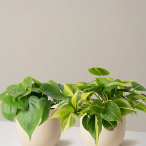 The Trailing Philodendron Duo