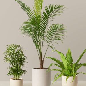 New Digs Pet Friendly Plant Trio