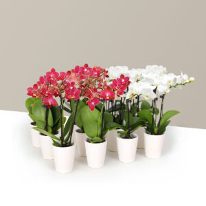 the-sill_Orchid-pack.jpg Orchid Party Pack, Set of 12