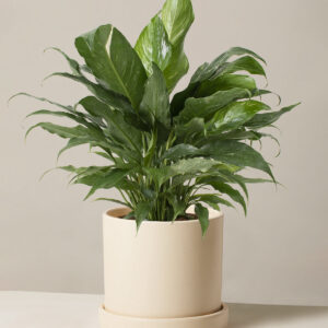 the-sill_Peace-Lily-Domino_MediumHyde_Cream.jpg Peace Lily ‘Domino’