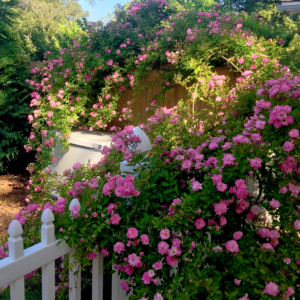 Peggy Martin Climbing Rose