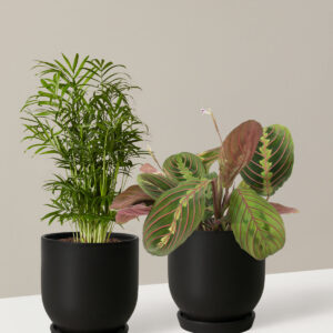 Fits your Sill: Pet Friendly Duo