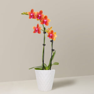 Petite Sunset Orchid