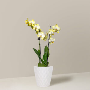Petite Yellow Orchid