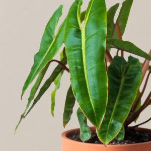 the-sill_Philo-Exotica_Gallery_3.jpg Philodendron Billietiae