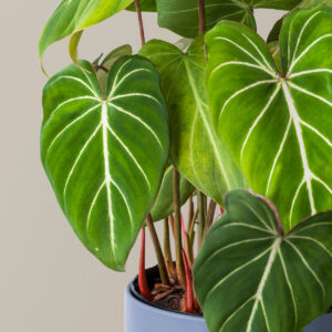 the-sill_Philodendron-Gloriosum_Gallery_4.jpg Philodendron Gloriosum