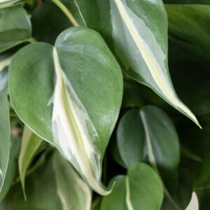 the-sill_Philodendron-Rio_Gallery-2.jpg Philodendron Rio Hanging Basket