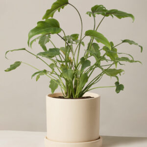 the-sill_Philodendron-Xanadu_Medium_Hyde_Cream.jpg Philodendron Xanadu