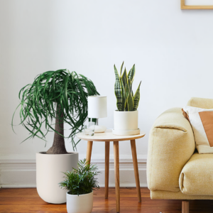 the-sill_Ponytail_Palm-Cream-Pallas-Lifestyle-Varaint-1_png.png Ponytail Palm