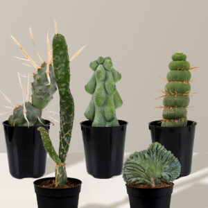 the-sill_Rare-Cactus-Duo-2_Variant.jpg Mini Rare Cactus Bundle