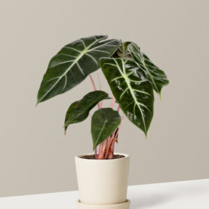 Alocasia Pink Dragon