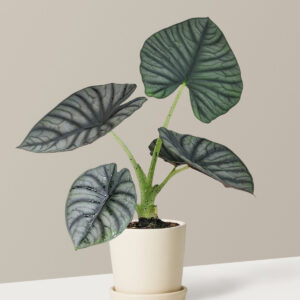Alocasia Silver Nebula