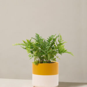 the-sill_Small-Autumn-Fern_Small_Isabella_Top-Half-Mustard_Variant.jpg Japanese Shield Fern
