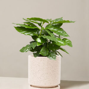 Coffee Plant