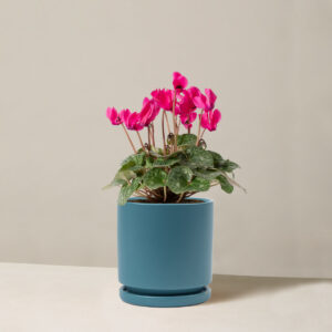 Cyclamen