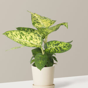 the-sill_Small-Dieffenbachia-Sublime_Small_Bryant_Cream_Variant.jpg Dieffenbachia Sublime