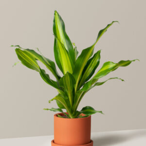 the-sill_Small-Dracaena-Giganta_Small_Hyde_Terracotta_Variant.jpg Dracaena Giganta