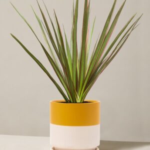 the-sill_Small-Dracaena-Marginata-Cane_Small_Isabella_Top-Half-Mustard_Variant-lowres.jpg Dracaena Marginata Tricolor Cane