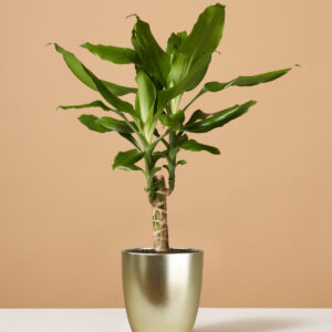 the-sill_Small-Dracaena-fragrans-Greem_Small_Marcelle-Gold_Variant.jpg Dracaena Fragrans Green