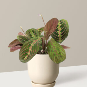 the-sill_Small-Maranta-Red_Small_Westcott_Variant.jpg Maranta Red