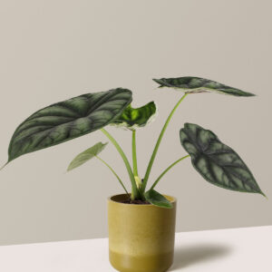 Alocasia 'Dragon Scale'