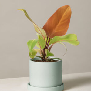 the-sill_Small-Philodendron-McColley_s-Finale_Small_Hyde_Mint_Variant.jpg Philodendron McColley’s Finale
