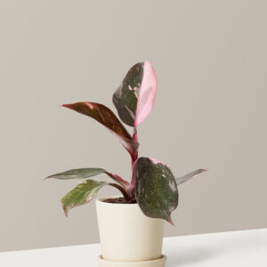 the-sill_Small-Philodendron-Pink-Princess_Small_Bryant_Cream_Variant.jpg Philodendron Pink Princess