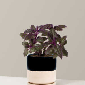 Purple Passion Plant