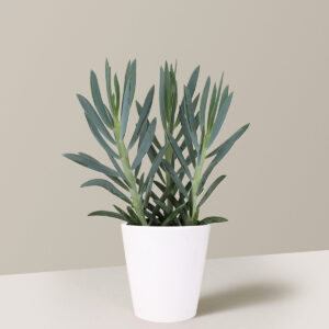 the-sill_Small-Senizo-Mount-Everest-Stick-Succulent_Gayle_Pot_Quinn_Gray_White_Quinn_Variant_94dd458c-4ecc-4617-9e36-8932337ba78f.jpg Senecio 'Mount Everest'
