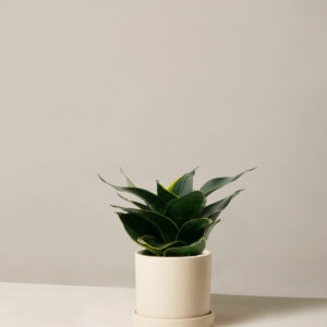 Snake Plant ‘Hahnii’