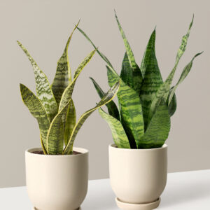 Fits your Sill: Small but Mighty Duo