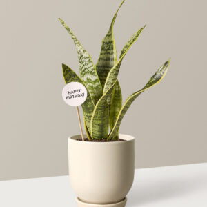 the-sill_Small-Snake-laurentii_Small_Westcott_Cream_Variant_3.jpg Happy Birthday Snake Laurentii