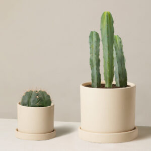 the-sill_Small-Spines-Duo_Small-Medium_Hyde_Cream_Variant.jpg Small Spines Duo