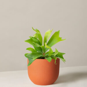 the-sill_Small-Staghorn-fern_Small_Grant_Terracotta_Variant_2.jpg Staghorn Fern