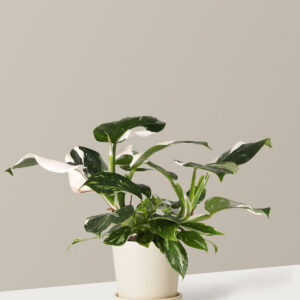the-sill_Small-White-Wizard_Small_Bryant_Cream_Variant_441efc8c-945f-467f-a8a0-697a32d22339.jpg Philodendron White Wizard
