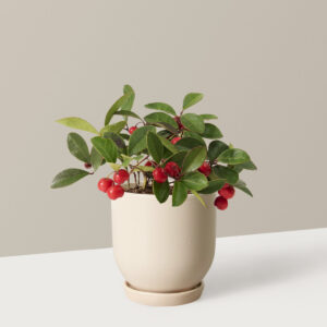the-sill_Small-Wintergreen-Cherry-Berries_Small_Westcott_Cream_Variant_1.jpg Wintergreen Cherry Berries