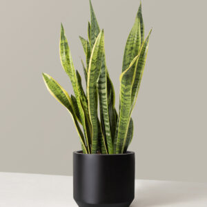 Snake Plant Laurentii