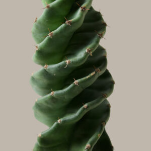 Cereus forbesii 'Spiral Cactus'