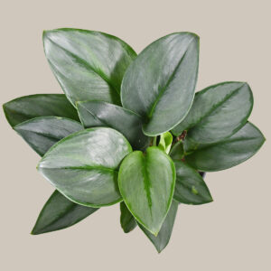 the-sill_Stirling_Gallery.jpg Pothos 'Sterling Silver'