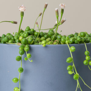 String of Pearls