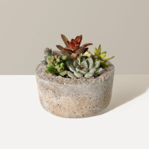 the-sill_Succulent-Dish-Garden_Variant.jpg Succulent Dish Garden