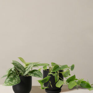 Fits your Sill: The Trailing Duo