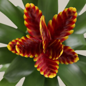 Bromeliad Vriesea ‘Vogue’
