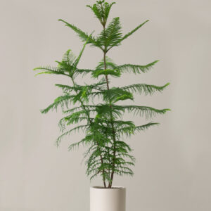 the-sill_XL-Norfolk-Island-Pine_XL_Pallas_Cream_Variant.jpg Extra Large Norfolk Island Pine