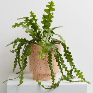 Terrazzo Banjo Planter